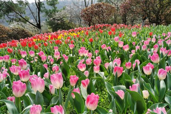 行地私藏着杭州最美春色4月来正适合AG真人游戏杭州这2个颜值颇高的旅(图9)